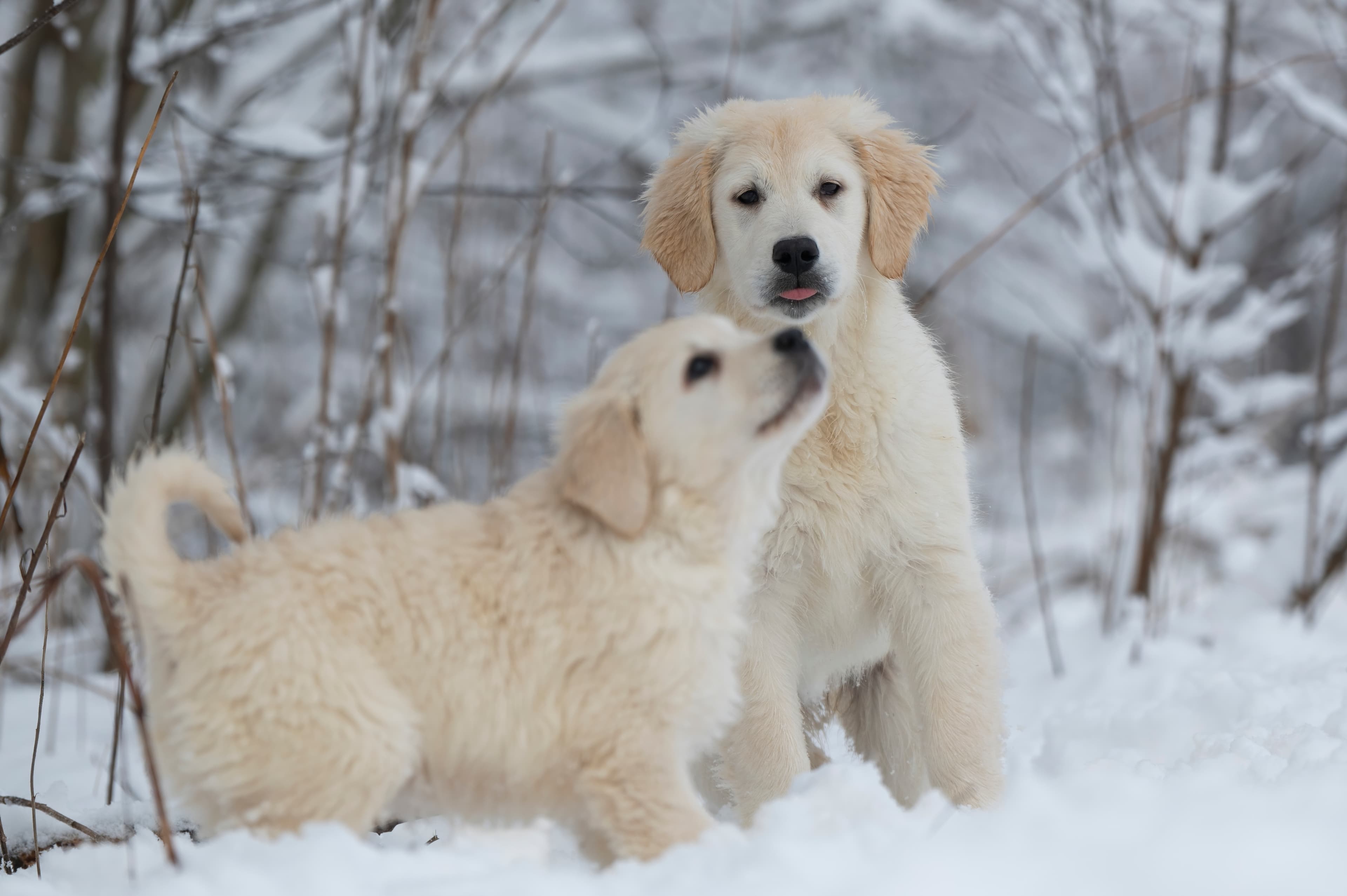 White Golden Retriever in natural light