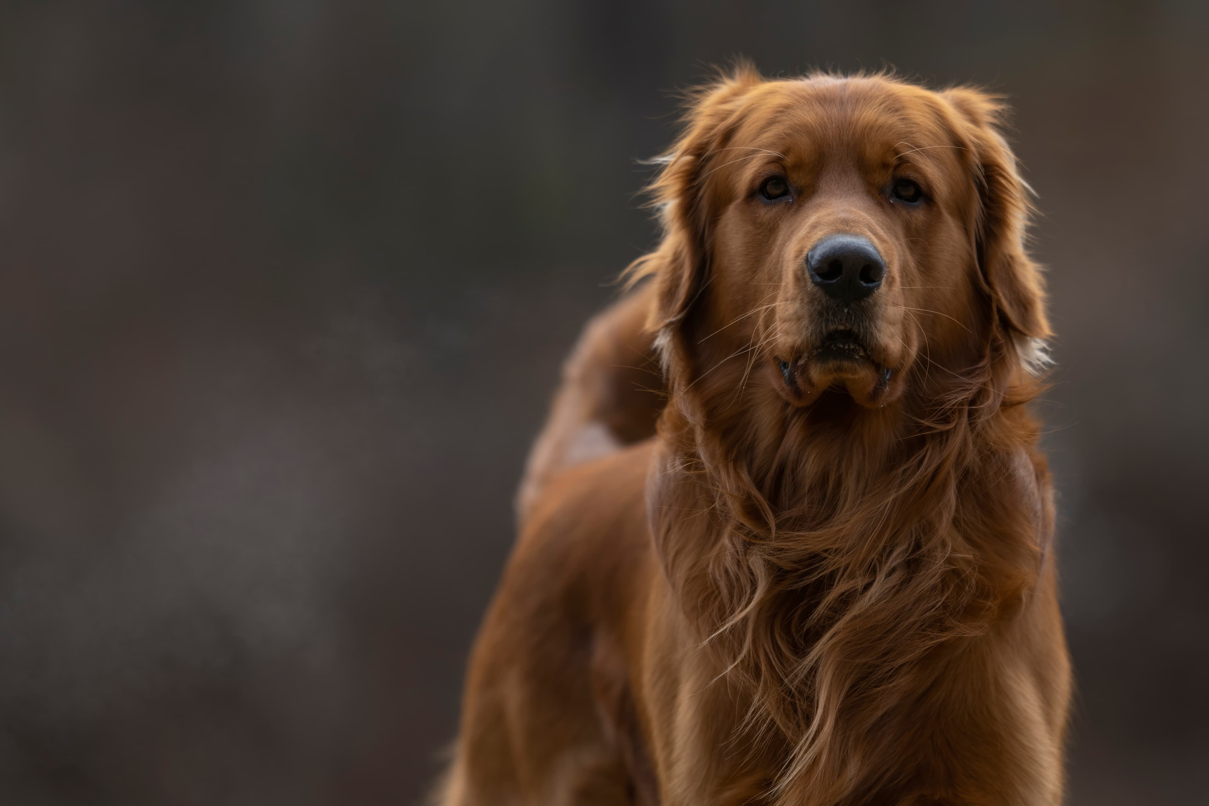 Field Red Golden Retriever with deep red-gold coat