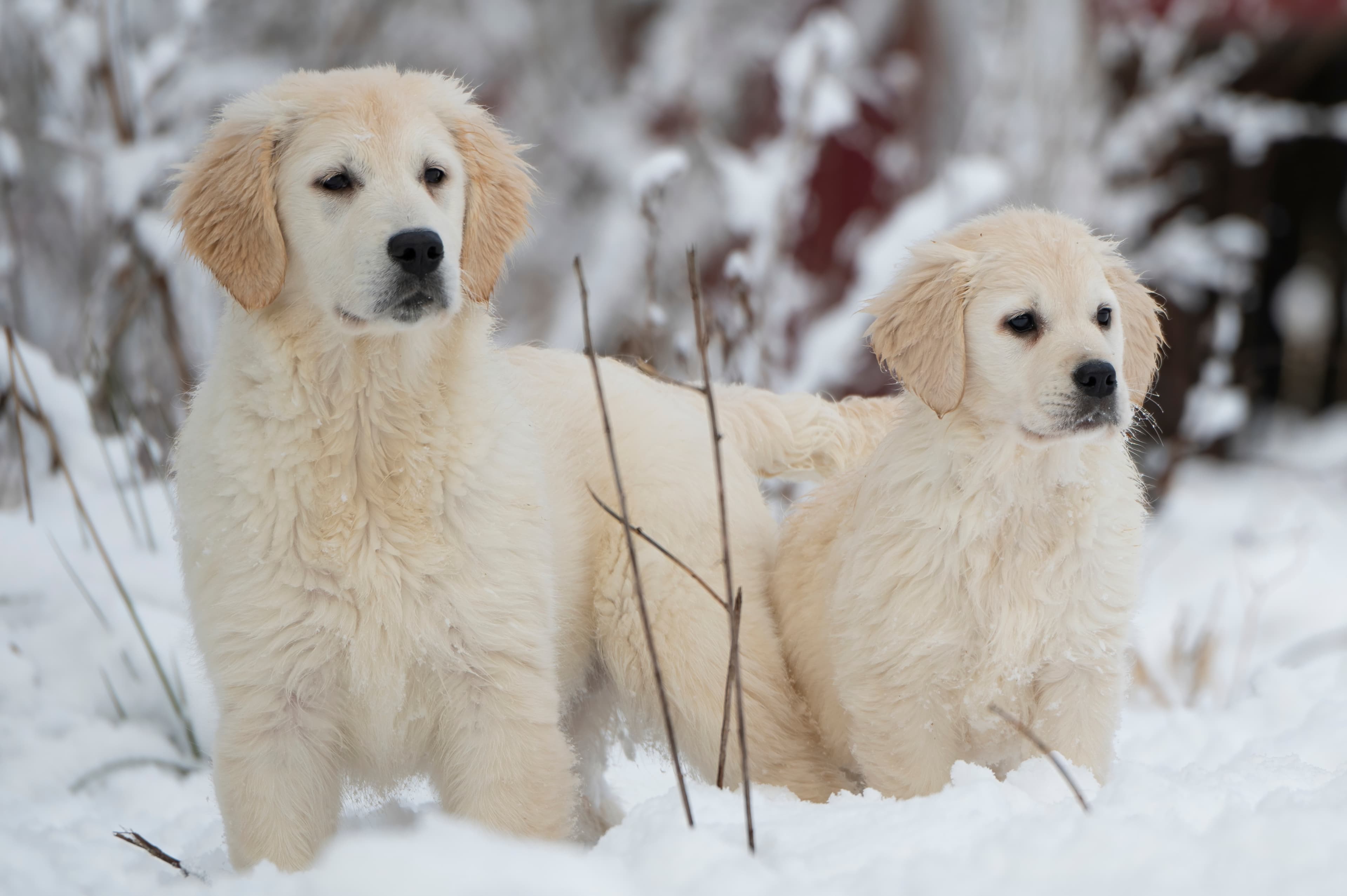 English Cream Golden Retriever puppy settling into a new home