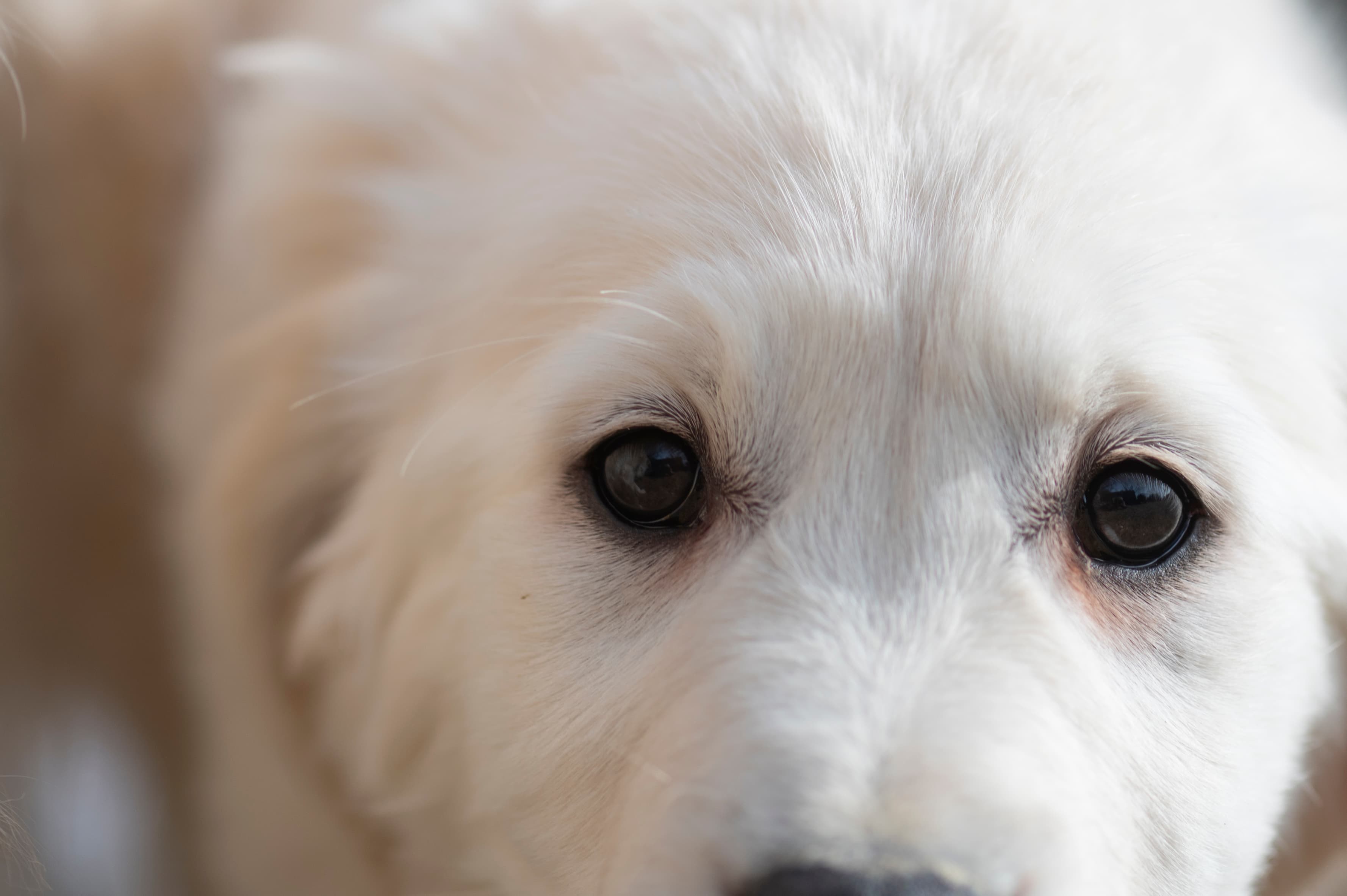 Golden Retriever puppy with family member