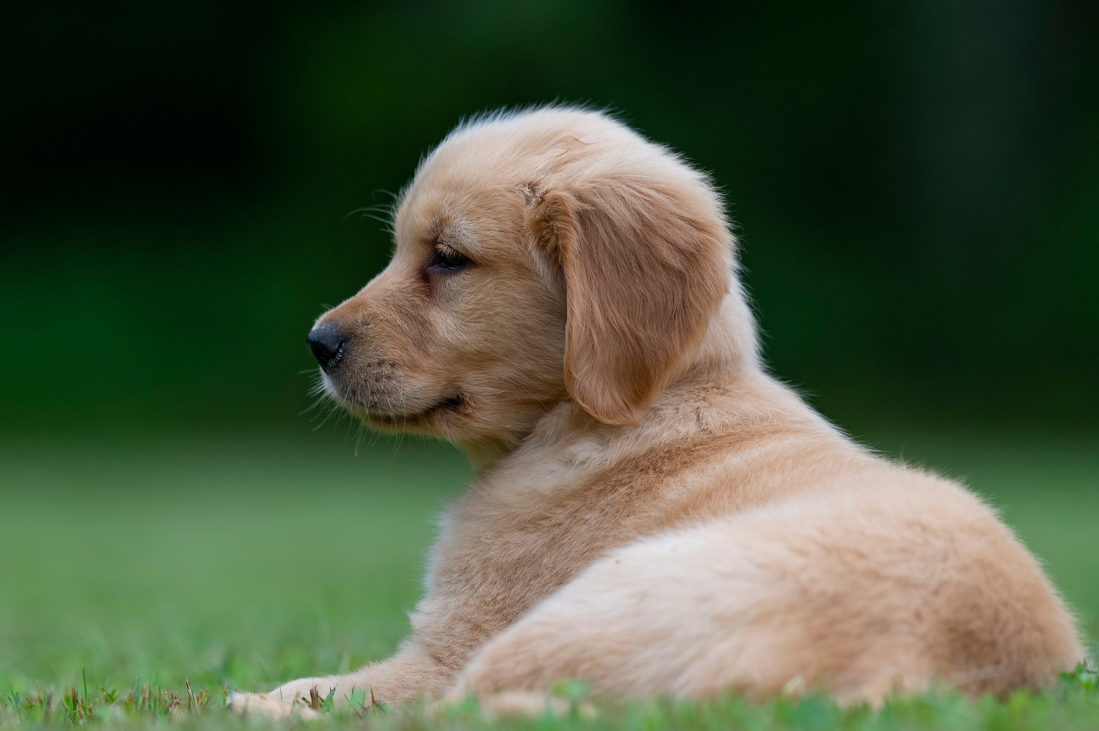 Red Golden Retriever puppies
