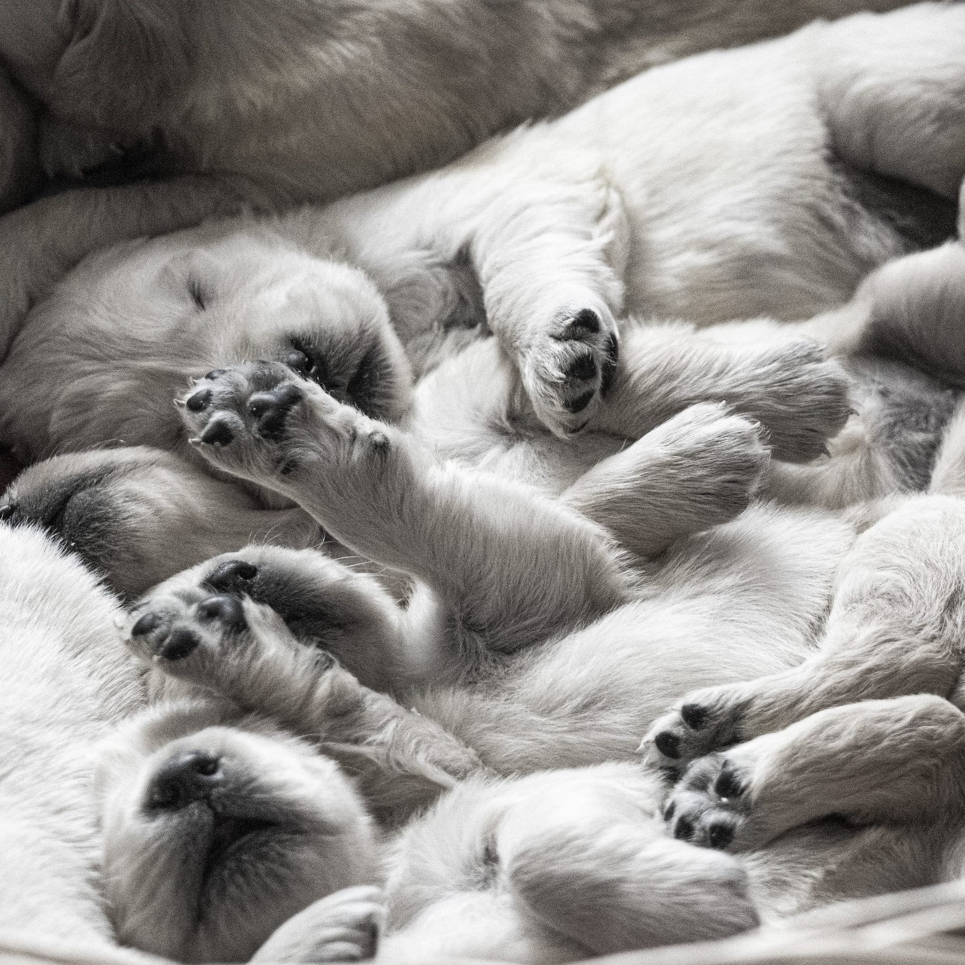 Golden Retriever puppy portrait